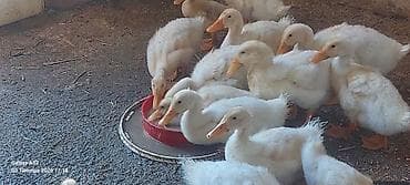 eşşək balası: Ağ ördək balaları – ət və yumurta istiqaməti üçün - Cins/qrup: ağ — 2