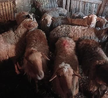 Птицы: Qoyun sürüsü satılır - Növ: qarışıq cins yerli qoyunlar (ağ, qəhvəyi — 2