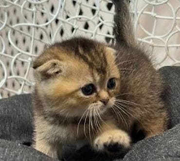 Şotland yastı qulaq