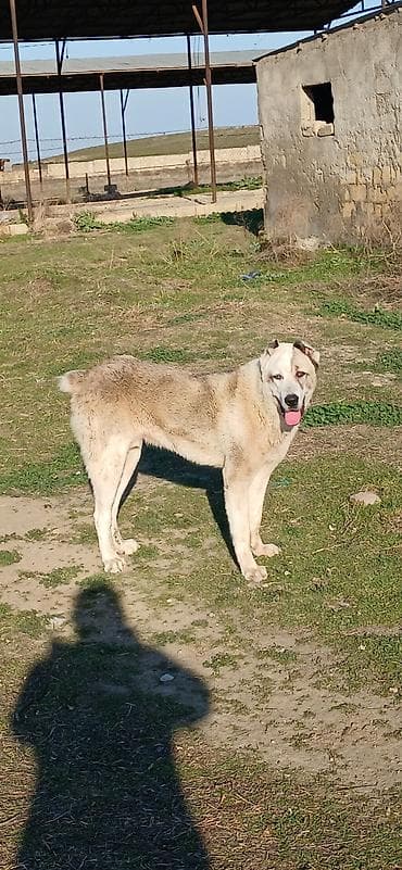 İtlər: Qurdbasar, 11 ay, Erkek — 3