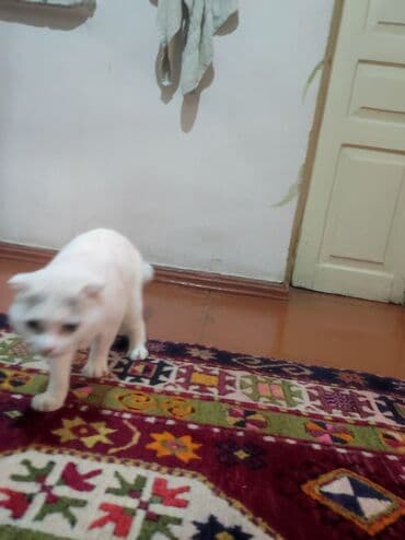 сколько стоит вислоухий кот: Шотландская — 4