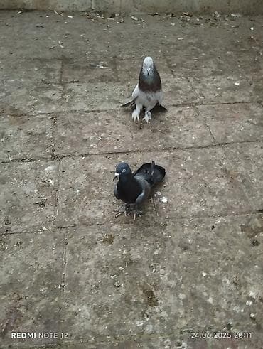 ev it: Köhnə cinslərdəndi Qara əbrəş qizğin erkekdir 17 tük.Soğan əbreş erkək — 5