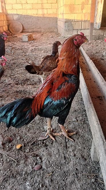 xoruz: 1 yasi var, qizgin xoruzdu, heyetde saxlamaqcundu, doyusdurulmuyub — 5