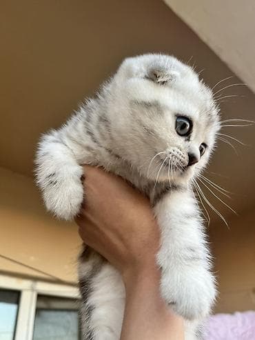 pişik sortları: Şotland, Dişi — 3