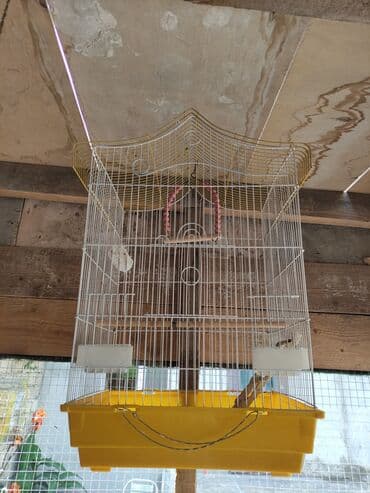 böyük qefes: Yeke iri qefes real alici zeng etsin unvan Ramana — 2