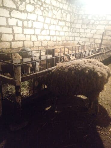 qoyun qoc: Salam quzu satiram diri çəkisi 9.5 3-ayin bordağidi isdiyən buyurub — 4