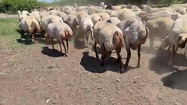 qoyun mal: Dişi, il: 1, Pulsuz çatdırılma — 8