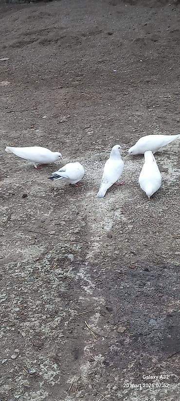 goyərcin satılır: Salam.Tam sağlamsuper uçuşları olan ağ və qara quyruq,bozla ağın — 7