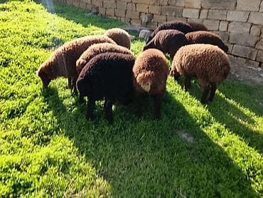 pişik ucun ev: Qarabağ tipli qara-qəhvəyi yunlu quzu sürüsü - Məhsul: ev şəraitində — 3