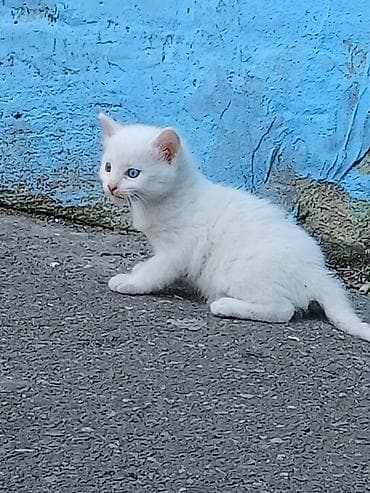 cepis sekilleri: Erkək, Dişi, Yaxşı əllərə, Ünvandan götürmə — 7