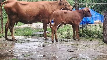 bezekli qoyun sekilleri: Ikinci qarına doğub yanında süni mayalanmadan olan anqus balası var — 5