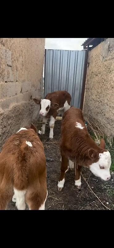 mal bazari 2020: Satışda: qırmızı-ağ rəngli, alın və burun hissəsi ağ olan simmental — 4