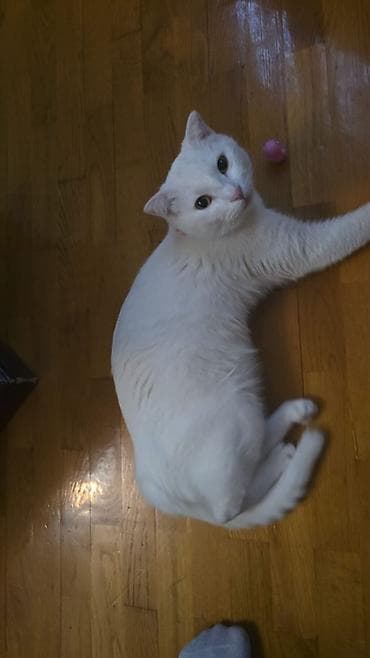 cins pişik satışı: Yaxşı əllərə — 3