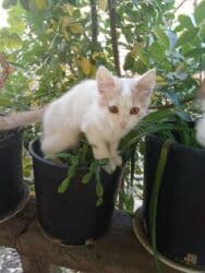 pişik satişi: Britan, Dişi, Yaxşı əllərə, Ünvandan götürmə, Pulsuz çatdırılma, Ödənişli çatdırılma — 4