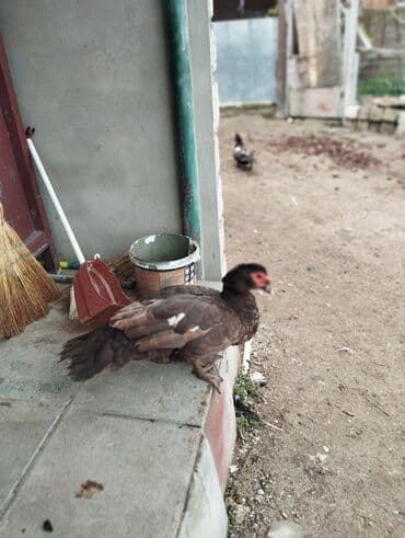 Inəklər, öküzlər: Dişi, | Lal ördək, Damazlıq — 4