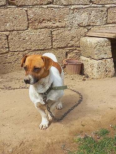 itlee: Cek rassel teryer, 2 il, Dişi — 3