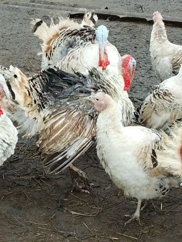 Сельхоз птицы: Самец, Для разведения — 2