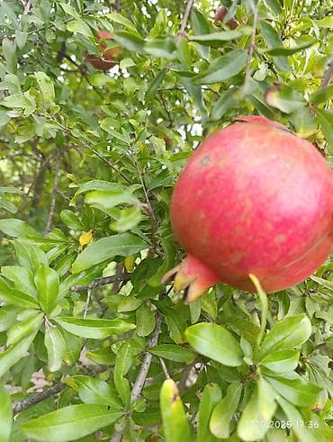 Apilkada saxlanılmış nar