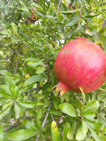 limon yağı qiyməti: Təzə bağdan yığılmış nar - Növ: qırmızı şirəli nar (böyük ölçülü — 2