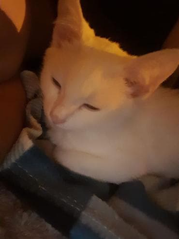 şotlan pisiyi: Yaxşı əllərə — 4