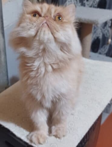 fars pişik: Fars — 2