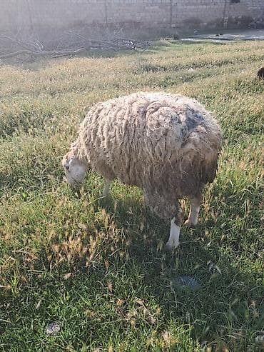 ana bala keci: Beylaqan qoyunu cavan heyvandi — 2