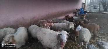 bramo toyuqlari satisi: Qoyunlar və quzular satılır - Növ: müxtəlif yerli qoyunlar və quzular — 2