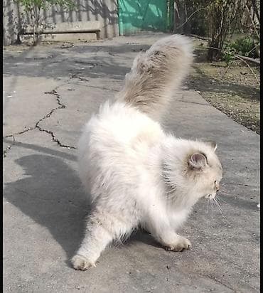 satliq ov itleri berde: Şinşilla, Erkək, Yaxşı əllərə, Ünvandan götürmə, Pulsuz çatdırılma, Ödənişli çatdırılma — 2