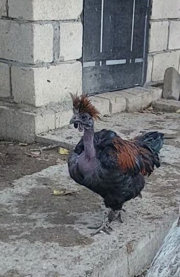 Kabellər: Qısaca Bu Toyuq və Xoruz Sultan cinsi ilə Silkie Ayam Cemani qarışığı — 1