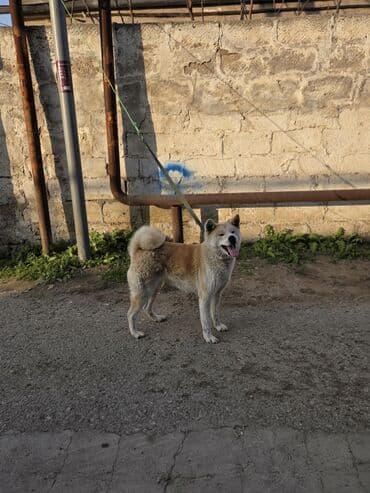 alman avcarkasi satilir: Akita-inu, 9 ay, Dişi — 2