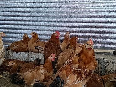 kənd toyuqlari: Təbii Qırmızı Sasso Çolpaları – Cəmi 12 AZN! 🐔 Tam sağlam, təbii — 5