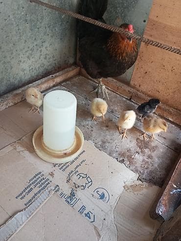 Digər quşlar: Salam. 1 ədəd toyuq 5 dənə balası ilə 1 ədəd də kürt toyuq satılır — 1