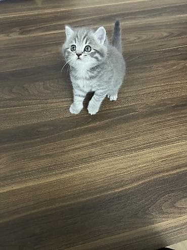 pisik yuvalari: Britan, Erkək, Dişi, Yaxşı əllərə, Ünvandan götürmə — 1