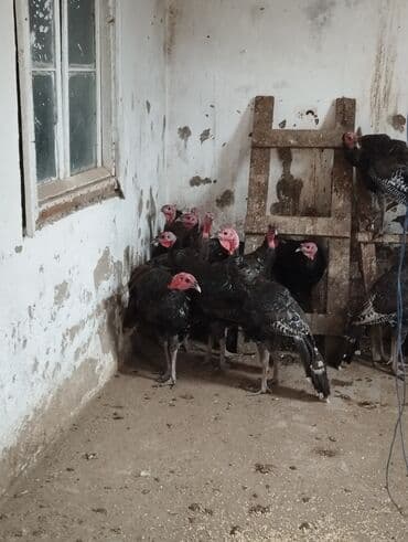 arı şəkilləri: 25 ədəd tam sağlam hindusqalar heyvanlar şüvelandadi Təsvir: - Qara — 3