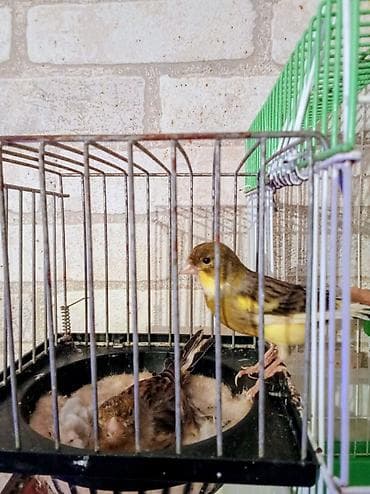 Yumurta üsdünde yatan hazır cüt bülbüller 130manat .qiyməti sondu — 1