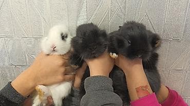 dovşa: Yerli ile karlikin qarişiqi. Tek 8azn. Top. Razilasma yolu ile — 8