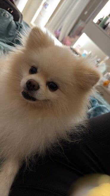 i̇t şpitz: Şpitz — 1