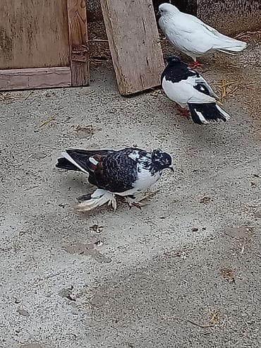 goyercinlər: Cins göyərçin – ləpəli ayaqlı, rəngarəng naxışlı - Növ — 3