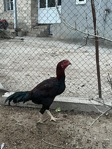 6 aylıx çolpadı banlamır xam çolpadı cinsi qanı yaxşı heyvan balasıdı