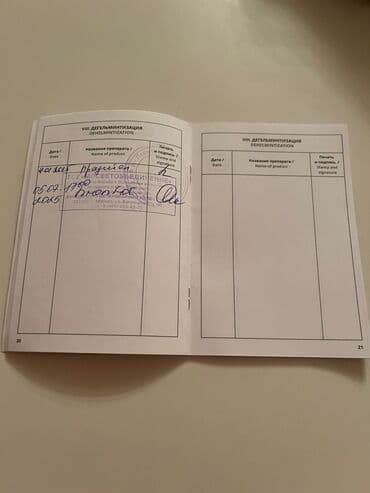 отдам в добрые руки шпица: Təmiz cins Pomeranian Spitz balası. Doğum tarixi: 12.11.2024. Çipli — 13