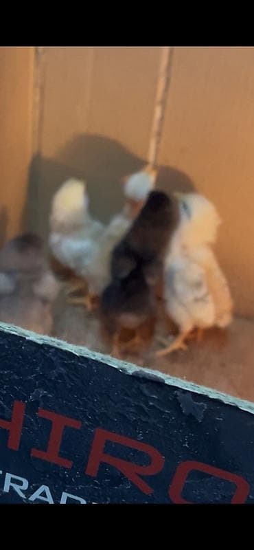 etlik cuceler: Toyuq cücələri, Damazlıq, Ünvandan götürmə — 2