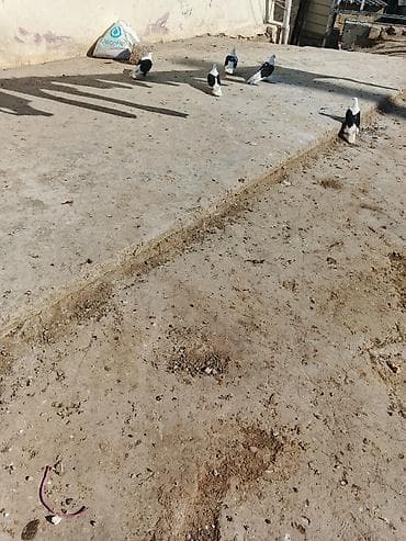 goyərclər: 5 ədədi — 3