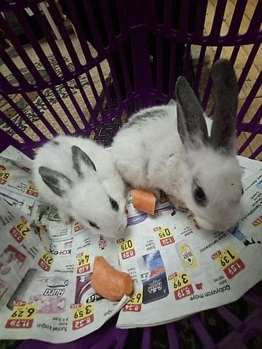 velikan dovsan: Ağ-qara naxışlı balaca dovşanlar - Növ: Ev dovşanı (uzaqqulaqlı) - — 3