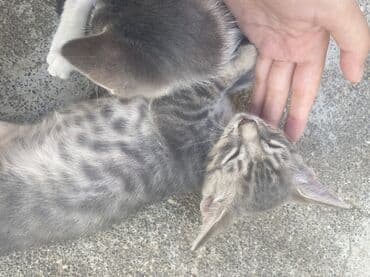 купить хаски щенка: В добрые руки — 3