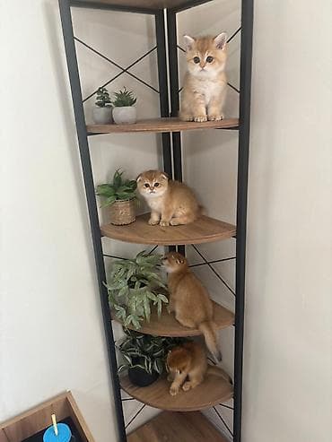 van pişik: Qızıl şinşilla — 1