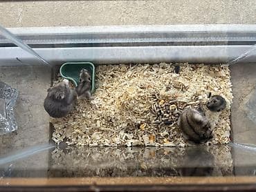 hamster al: Hamsterlər satılır 5 ədəd hər şey daxil Şəffaf şüşə terrariumda bir — 4