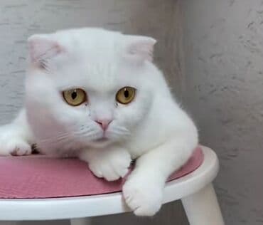 şinşila pişik: Şotland — 3