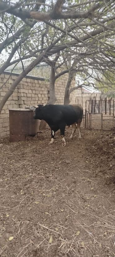 ərkəy dana: Məhsul: Qara rəngdə, qısahornlu erkək mal (öküz/buğa) Xüsusiyyətlər — 9