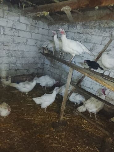 Taclar: Erkək, Ətlik — 4