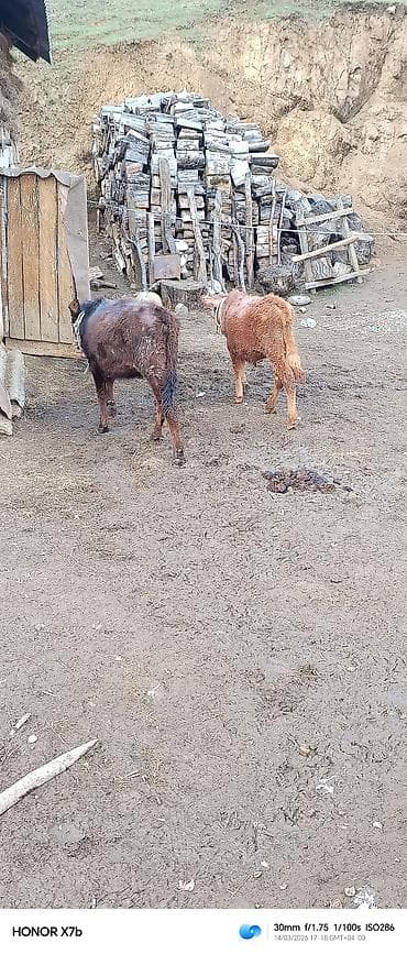 broyler toyuqları satisi: Məhsul: Buzağılar (2 ədəd) Təsvir: - Şəkillərdə iki baş sağlam, yerli — 1